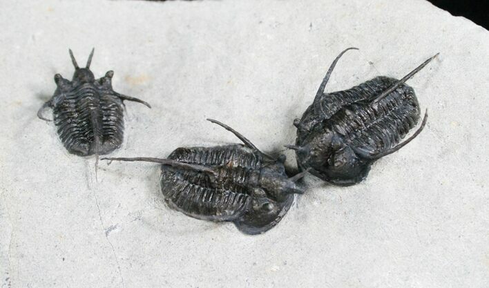 Triple Horned Cyphaspis Trilobite Plate #5183